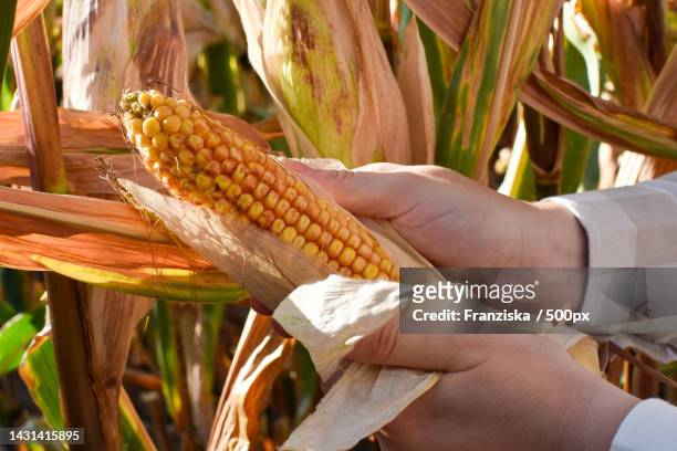 cropped hands of person picking corn from agricultural field - husk stock-fotos und bilder