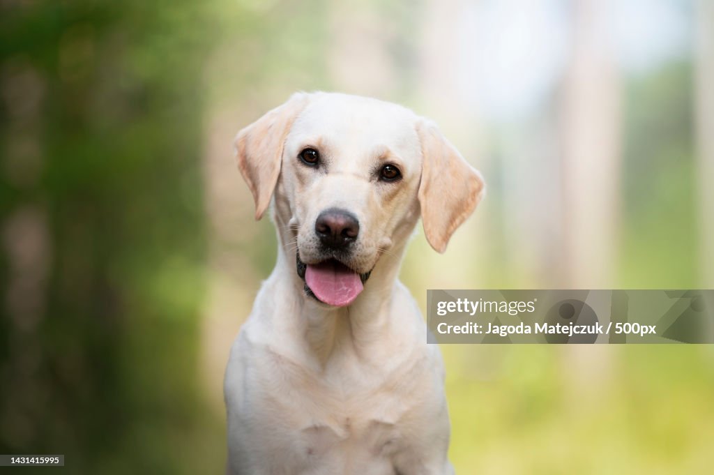 Portrait of labrador retriever sticking out tongue while standing against trees,Cieszyno,Poland