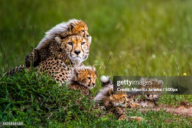 a cheetah cub and its mother,narok,kenya - cheetah cub stock pictures, royalty-free photos & images