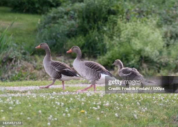 two ducks and ducklings walking on grass - graugans stock-fotos und bilder