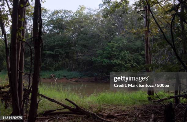 pntano em uma floresta sombria ao anoitecer quando o tempo se torna frio e mido,state of bahia,brazil - o anoitecer foto e immagini stock