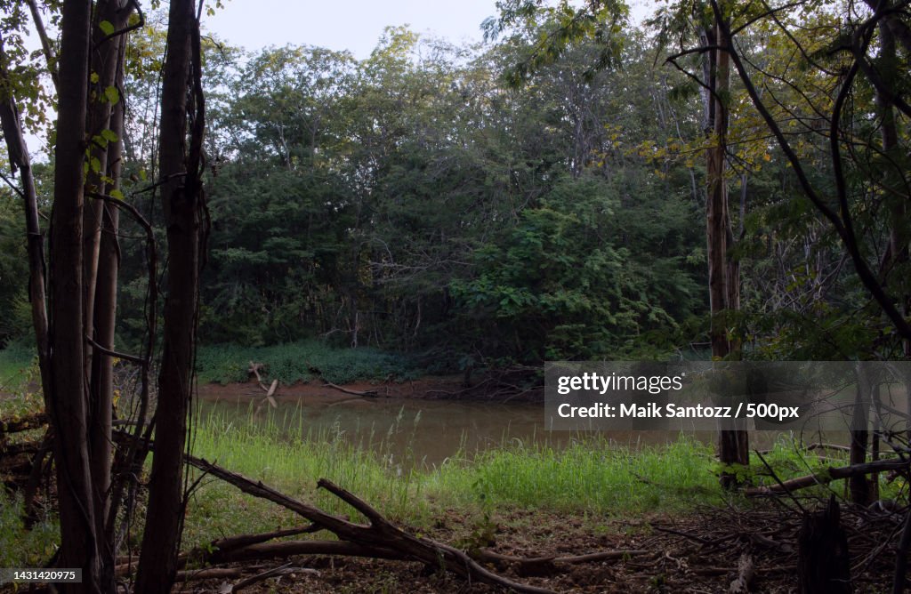 Pntano em uma floresta sombria ao anoitecer quando o tempo se torna frio e mido,State of Bahia,Brazil