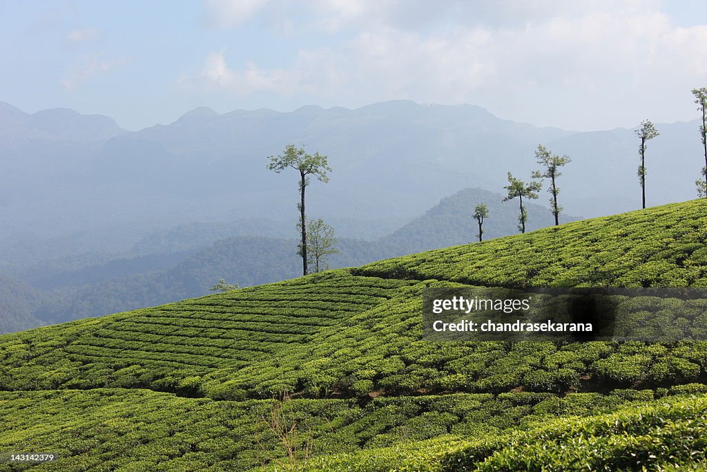 Tea gardens at Valparai