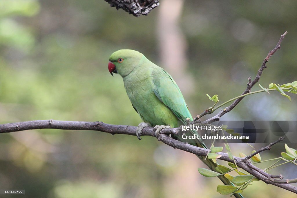 Nature birds parakeets