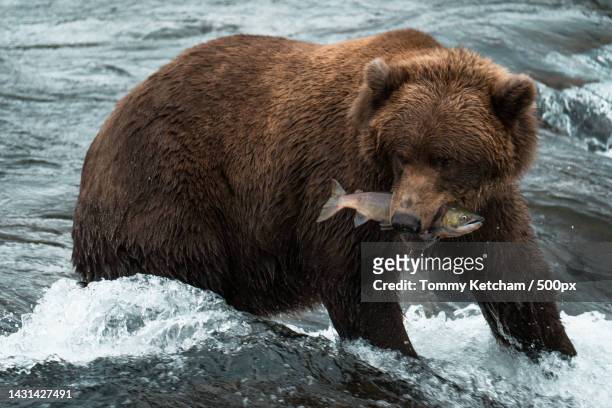 close-up of a brown bear catching salmon in stream,lake and peninsula,alaska,united states,usa - brown bear stock pictures, royalty-free photos & images