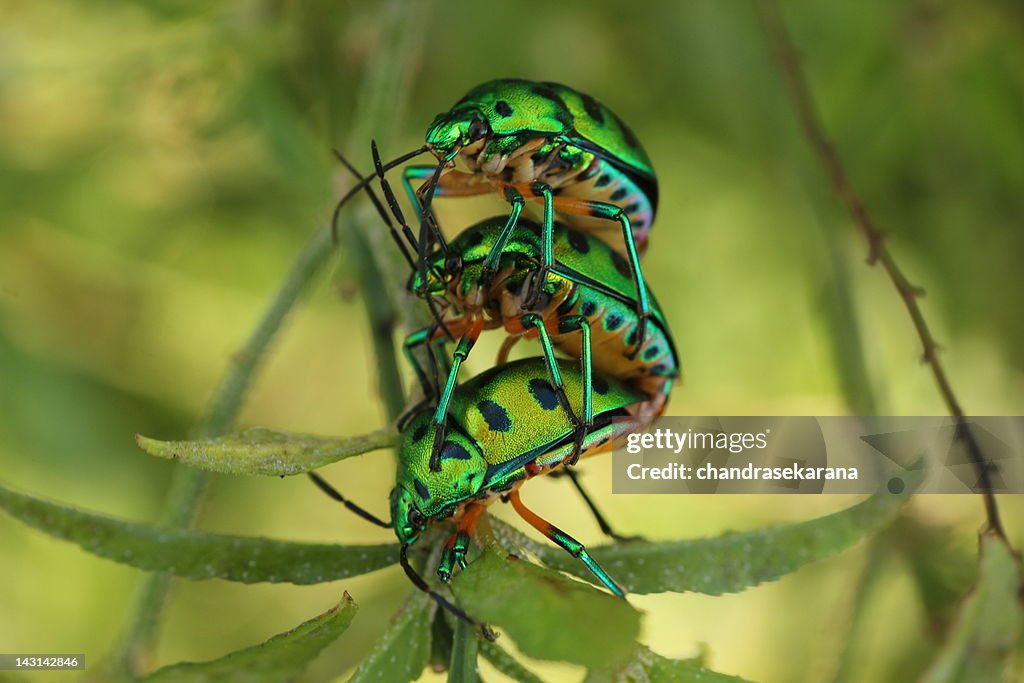 Green jewel bugs