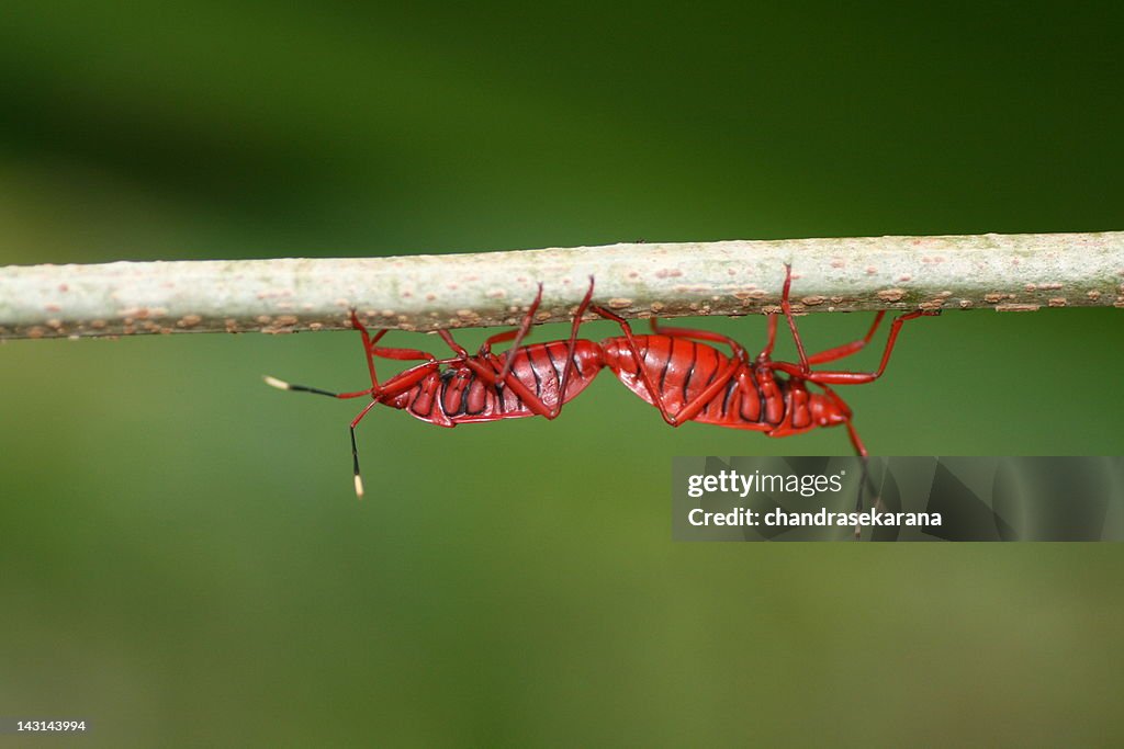 Red cotton bug - dysdercus singulatus