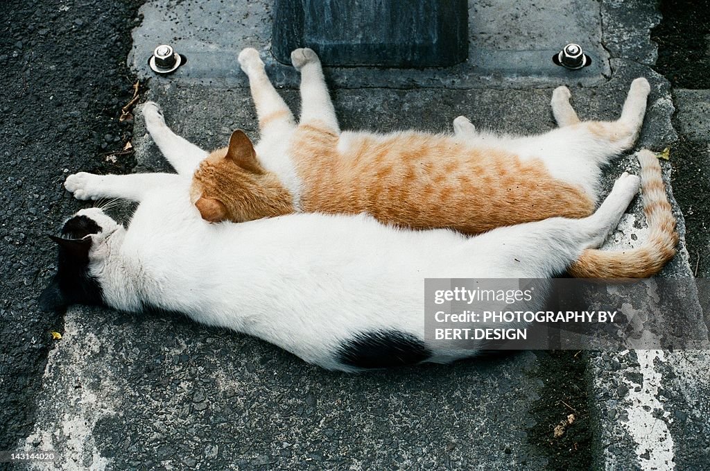 Sleeping cats