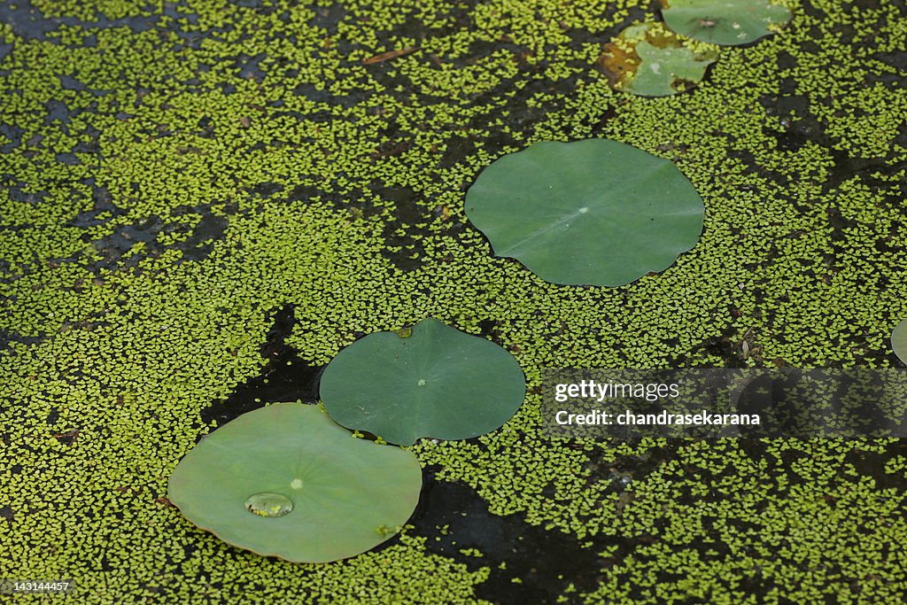 Nature water lily leaves