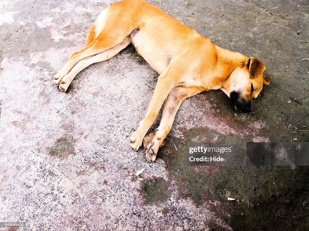 Sleeping dog