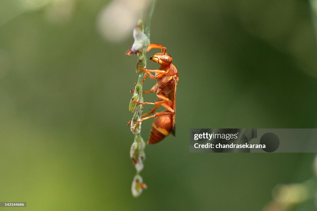 Potter wasp