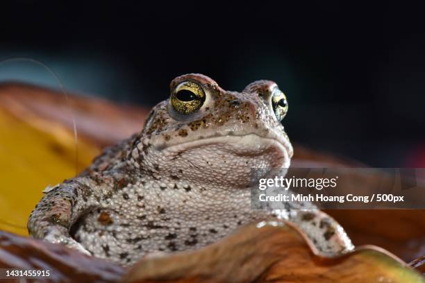 close-up of frog on wood - frog stock pictures, royalty-free photos & images