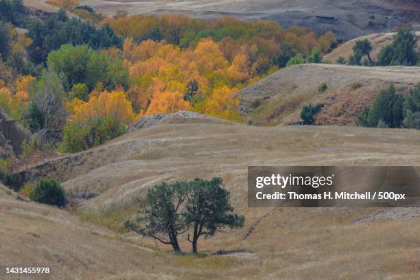 scenic view of trees on field during autumn,united states,usa - mitchell south dakota stock pictures, royalty-free photos & images