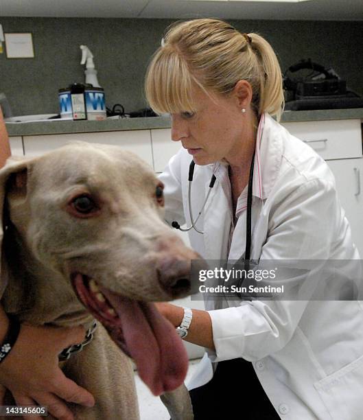 Dr. Stephanie Correa examines Lambert, a 7-year-old Weimeraner undergoing chemotheraphy in West Palm Beach, Florida, on April 12, 2012.