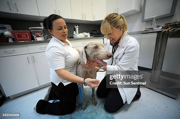 Dr. Stephanie Correa, right, and veterinarian technician Danielle Galloway examine Lambert, a 7-year-old Weimeraner undergoing chemotheraphy in West...