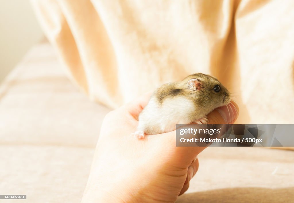 Midsection of baby holding chicken