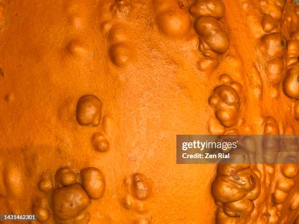 extreme close up of an orange bumpy gourd - holprig stock-fotos und bilder