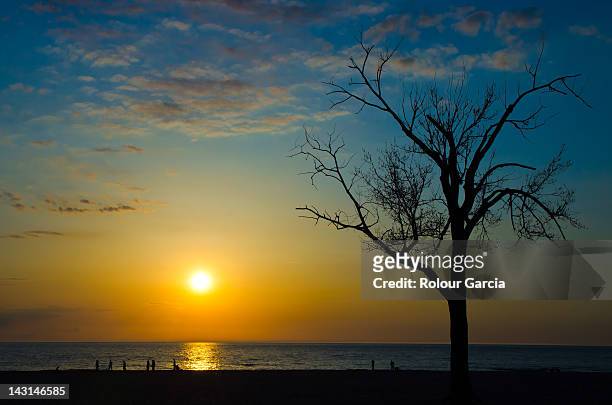 sunset and trees - rolour garcia stock pictures, royalty-free photos & images