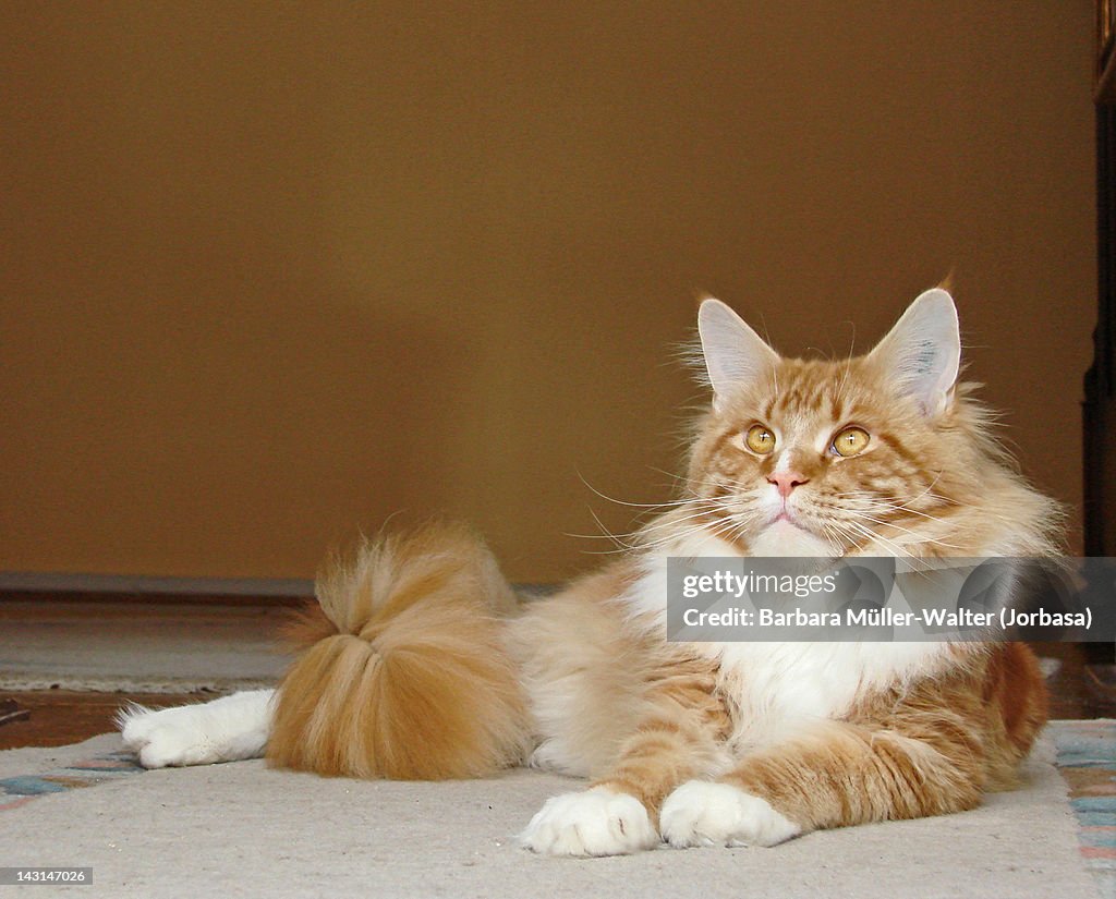 Maine coon cat