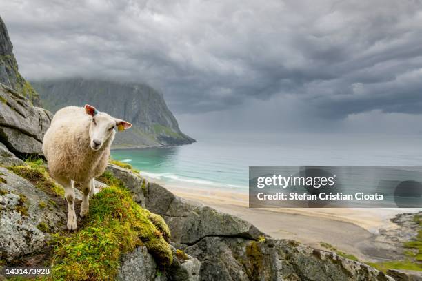 sheep farm animal walking alone at sea in lofoten island norway - merino sheep stock pictures, royalty-free photos & images
