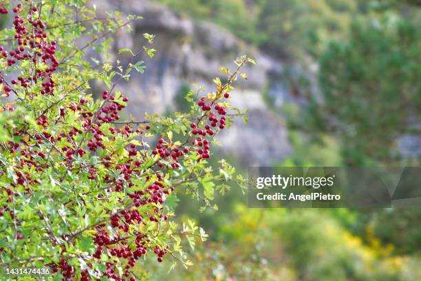 a  red berry tree in the forest - arbusto stock-fotos und bilder