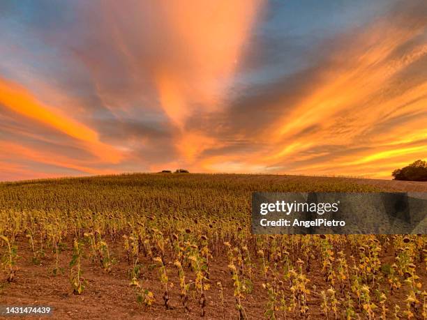 cloudy landscape at the sunset over a field of sunflowers. - ヒマワリ属 ストックフォトと画像