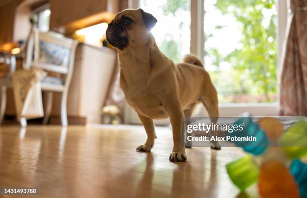 cute pug wants to play with the owner. - kitchen mop stock pictures, royalty-free photos & images