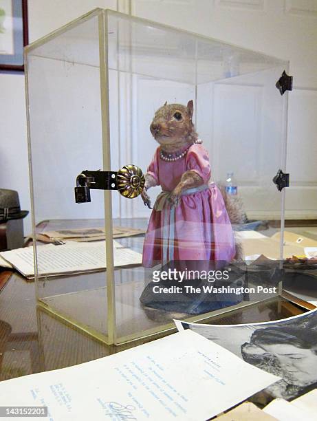 Tommy Tucker, the famous cross-dressing squirrel from the 1940s, now resides in a plastic box in a lawyer's office in Prince George's County,...