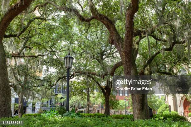 a historic town square in savannah, georgia - downtown savannah stock pictures, royalty-free photos & images