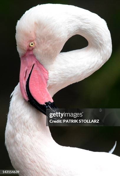 A flamingo is pictured at the zoo in Wup A flamingo is pictured at the zoo in Wup