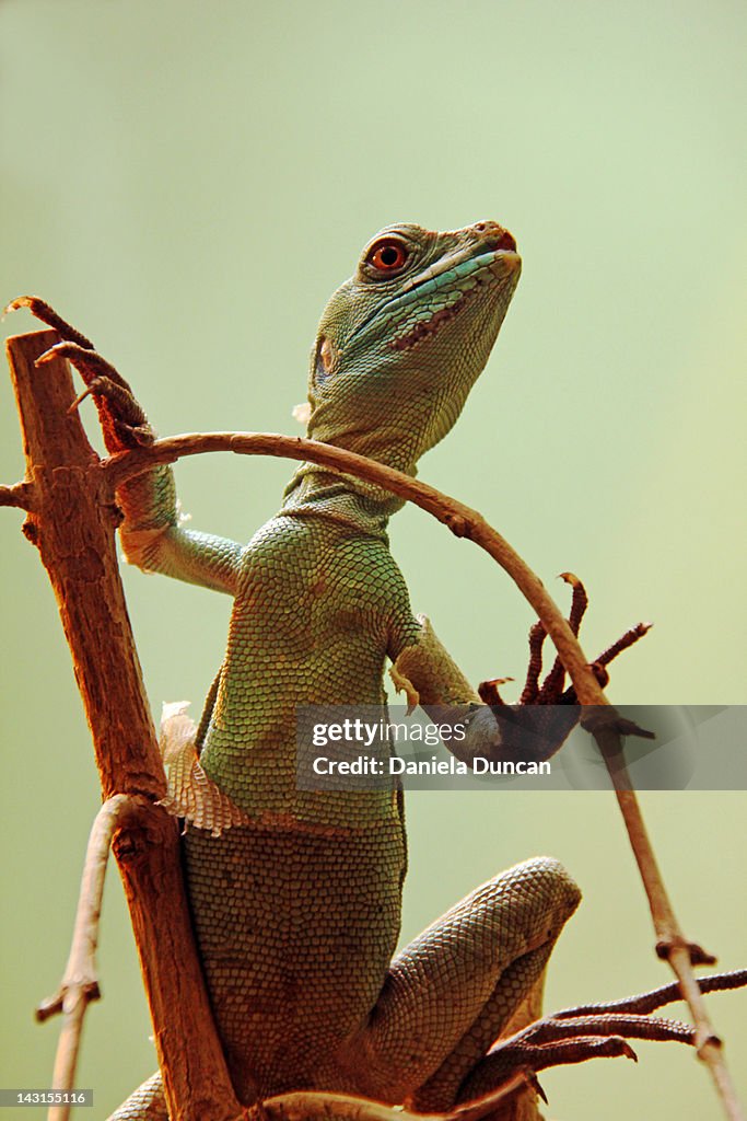 Lizard on tree branch