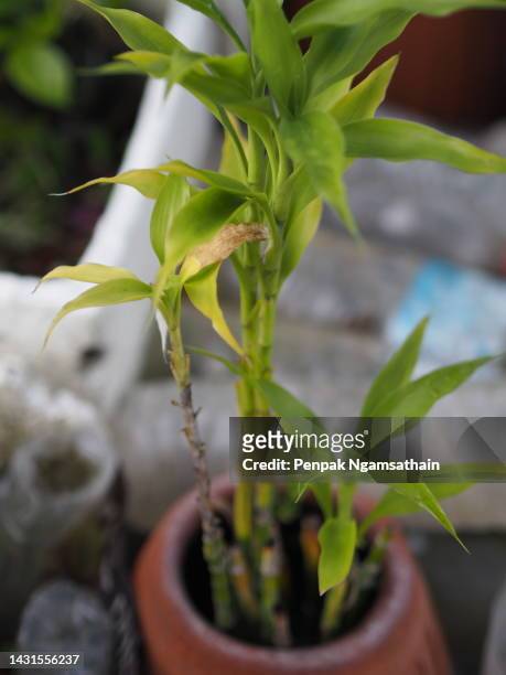 dracaena sanderiana ribbon dracaena, lucky bamboo, belgian evergreen, ribbon plant bamboo in clay pot - dracena plant - fotografias e filmes do acervo