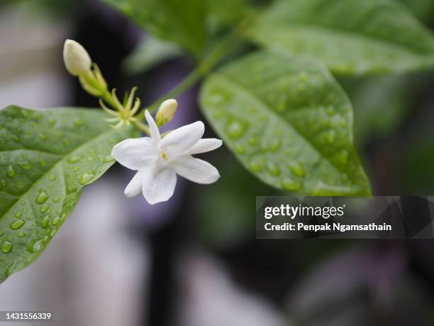 jasmine white flower in garden, fragrant flowers on blurred of nature background - jasmine stock pictures, royalty-free photos & images