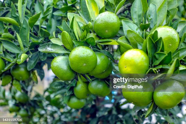 citrus fruits in the tree in the rain - citron stock pictures, royalty-free photos & images