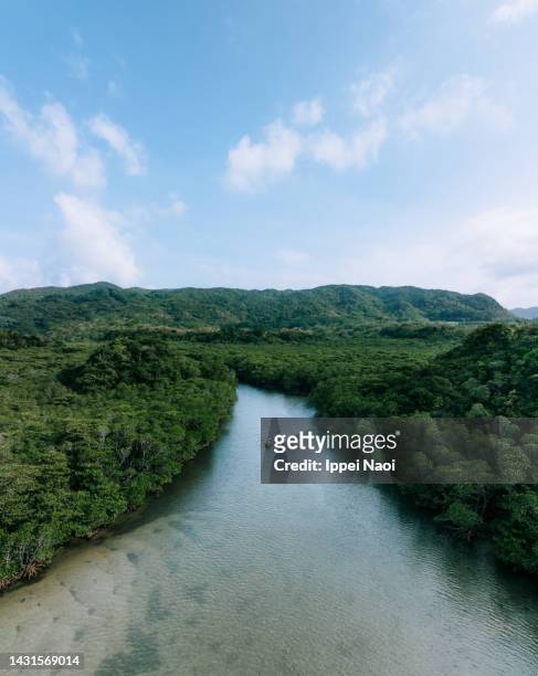 aerial view of mangrove river with kayak, ishigaki island, okinawa, japan - insel iriomote stock-fotos und bilder