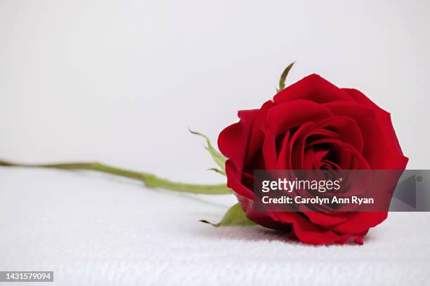 single red rose - memorial 個照片及圖片檔