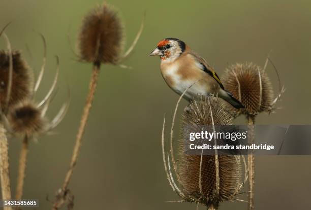 a goldfinch, carduelis carduelis, feeding on the seeds of a teasel plant growing in the wild. - carduelis carduelis stock pictures, royalty-free photos & images