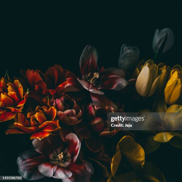 blooming flowers low-key image - barroco imagens e fotografias de stock