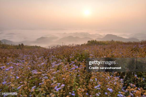 landscape of mountian at vang vieng, laos - vang vieng balloon stock pictures, royalty-free photos & images