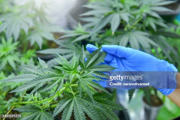 illegal cannabis factory green house, a close up of the marijuana farm industry. - planta de cannabis fotografías e imágenes de stock