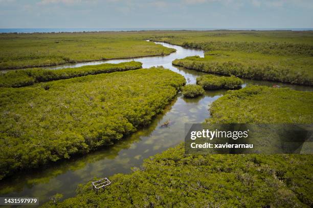 key largo mangrove forests, florida keys - florida mangroves stock pictures, royalty-free photos & images