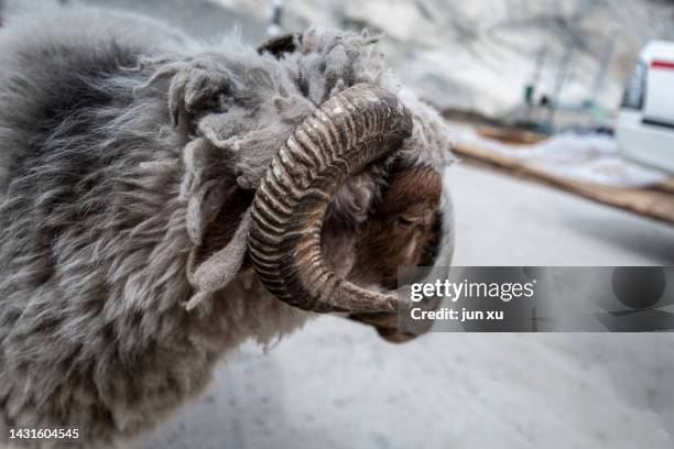 goat's horn under the barren soil of mount ali qomolangma in tibet - dry rot stock pictures, royalty-free photos & images