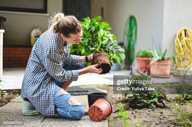 hausgärtnerei - eintopfen stock-fotos und bilder