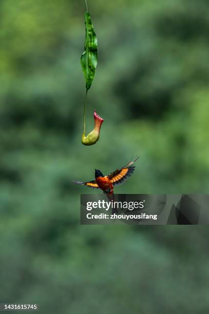 the bird - kunming stock-fotos und bilder