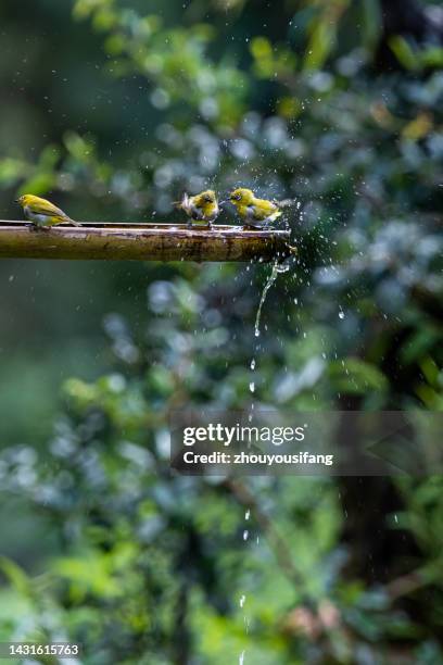 the bird - kunming stock pictures, royalty-free photos & images