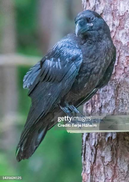 Raven Foyle 3,347 Wild Raven Stock Photos, High-Res Pictures, and Images - Getty Images