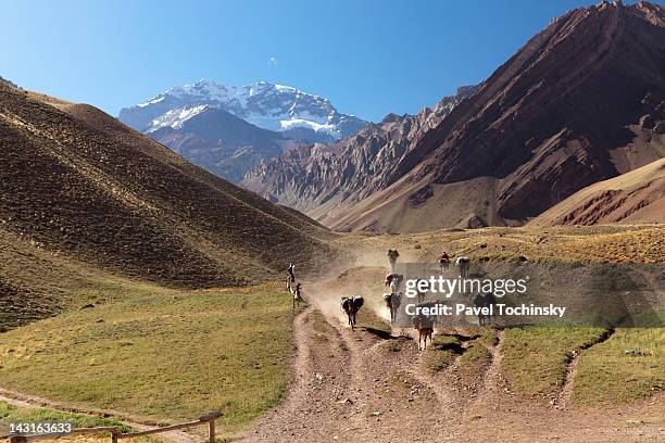 pack horses, aconcagua provincial park - mendoza stock pictures, royalty-free photos & images