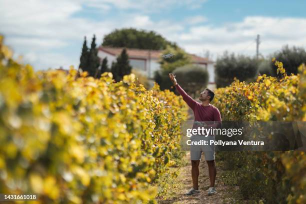 drone pilot working in the vineyard - farmer drone stock pictures, royalty-free photos & images