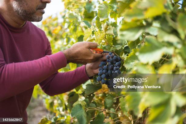vendimiar - vendimia fotografías e imágenes de stock