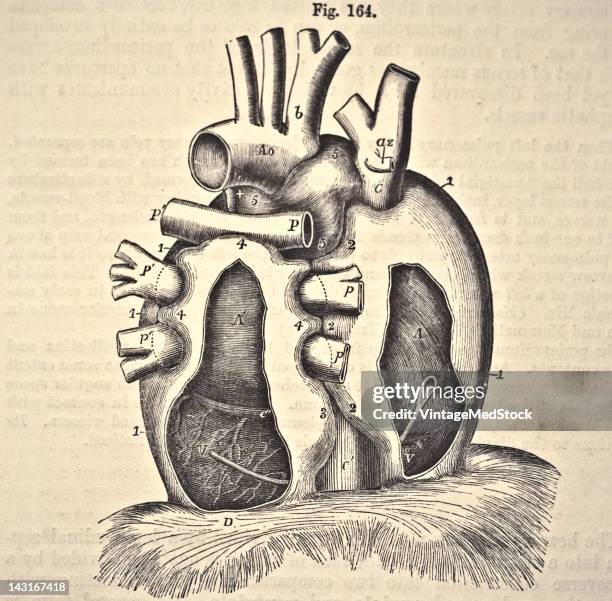 Medical engraving from 'Quain's Elements of Anatomy, Eighth Edition, Vol.II' depicts the semi-diagrammatic view of pericardium from behind, designed...